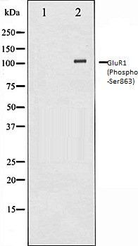 GluR1 (Phospho-Ser863) antibody