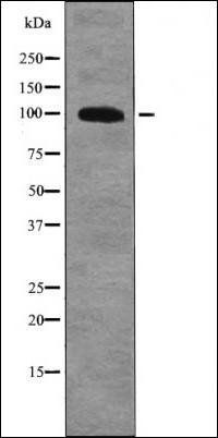 GluR2 (Phospho-Tyr876) antibody