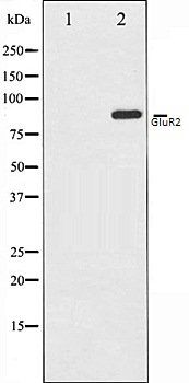 GluR2 antibody