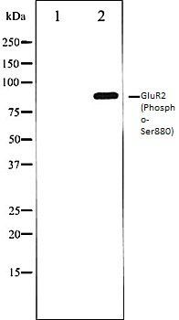 GluR2 (Phospho-Ser880) antibody