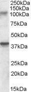 GRIK3 antibody