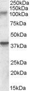 Goat anti-GRIK3 / GLUR7 Antibody