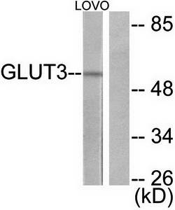 GLUT3 Antibody