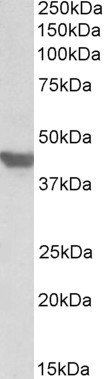 Goat anti-SLC2A4 / GLUT4 Antibody