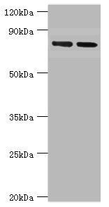 Glutamate carboxypeptidase 2 antibody