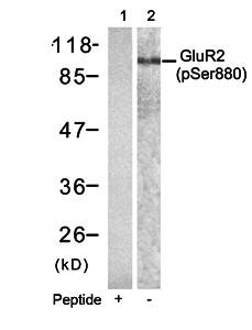 GluR2 (phospho-Ser880) antibody