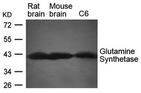 Glutamine Synthetase Antibody