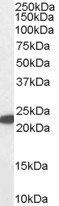 Goat anti-Glutathione Peroxidase 1 (isoform1) Antibody