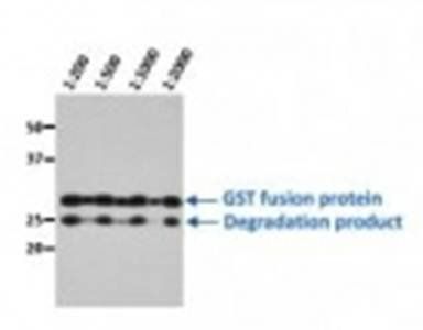 Glutathione S-transferase antibody