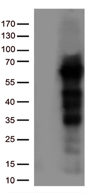 GLYAT Antibody