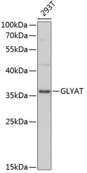 GLYAT antibody