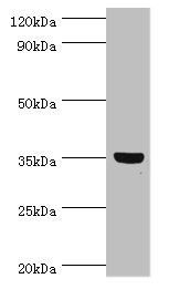 GLYATL1 antibody