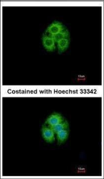 glycine-N-acyltransferase like 1 Antibody