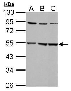 Glycine Receptor alpha 2 Rabbit Polyclonal Antibody