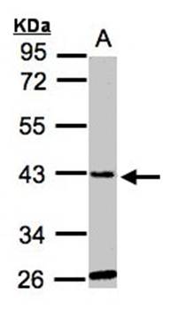 glycine-N-acyltransferase-like 1 antibody