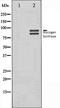Glycogen Synthase antibody
