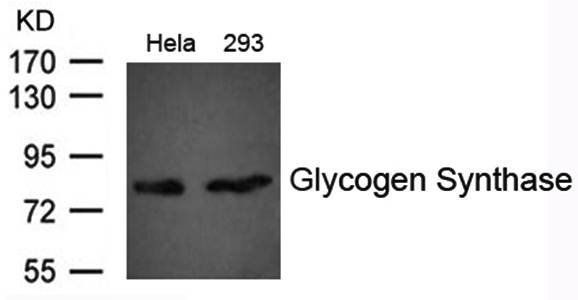 Glycogen Synthase Antibody