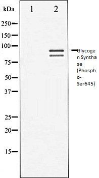 Glycogen Synthase (Phospho-Ser645) antibody