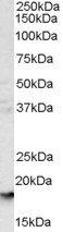 GYPA antibody