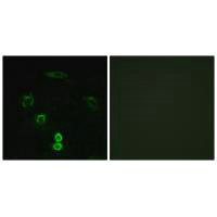 GLYCTK Antibody
