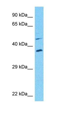 GLYL1 antibody