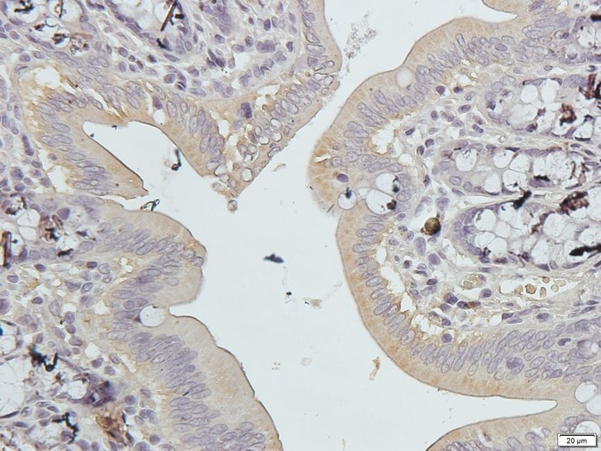 Glypican-1 Rabbit Polyclonal Antibody