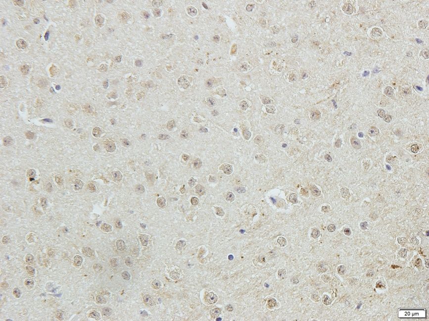 Glypican-1 Rabbit Polyclonal Antibody