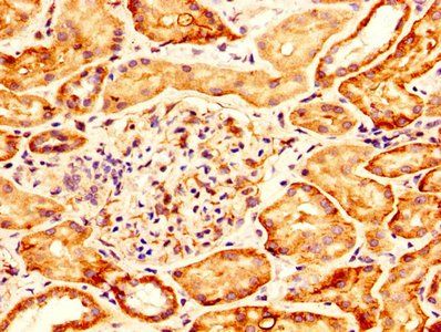 GPC6 Antibody