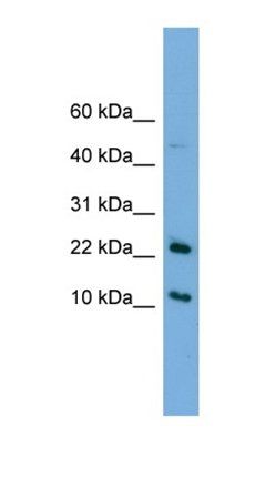 GM2A antibody