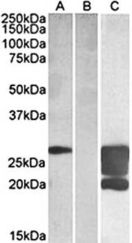 Goat anti-GM2A (aa 164-175) Antibody