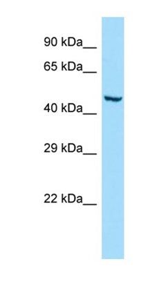 GMCL1 antibody