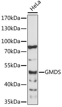 GMDS antibody