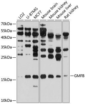GMFB antibody