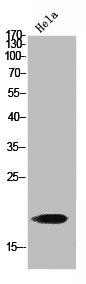 GMFB Antibody