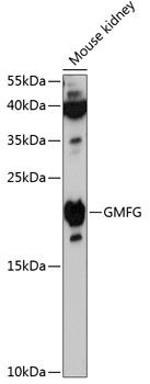 GMFG antibody