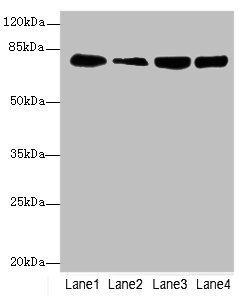 GMPS antibody