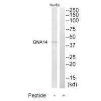 GNA14 antibody