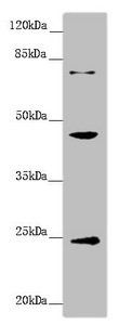 GNA15 antibody