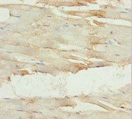 GNA15 Antibody