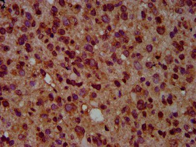 GNAL Antibody