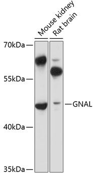 GNAL antibody