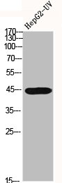 GNAL Antibody