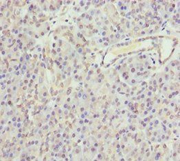 GNAO1 Antibody