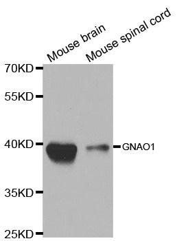 GNAO1 antibody