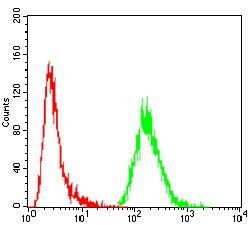 GNAS Antibody