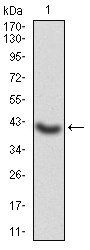 GNAS Antibody