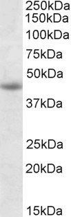 Goat anti-GNAS Antibody
