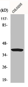 GNAT1 Antibody