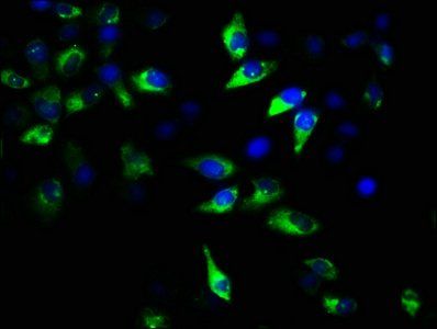 GNAT2 Antibody