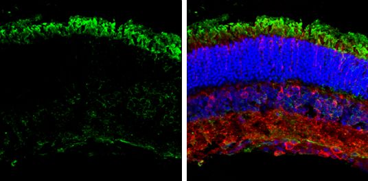 GNAT2 antibody